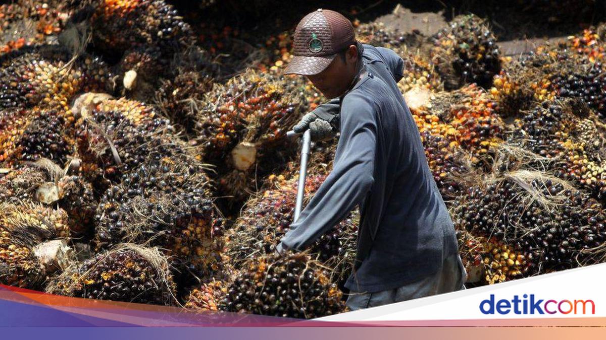 Harga Sawit Hari Ini: Analisis Mendalam dan Prospek Terbaru